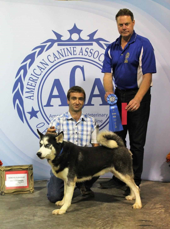 philip, hoover, dog, breeder, dogshow, memphis, mo, puppy, mill, philip-hoover, dog-breeder, usda, kennel, inspection, puppymill